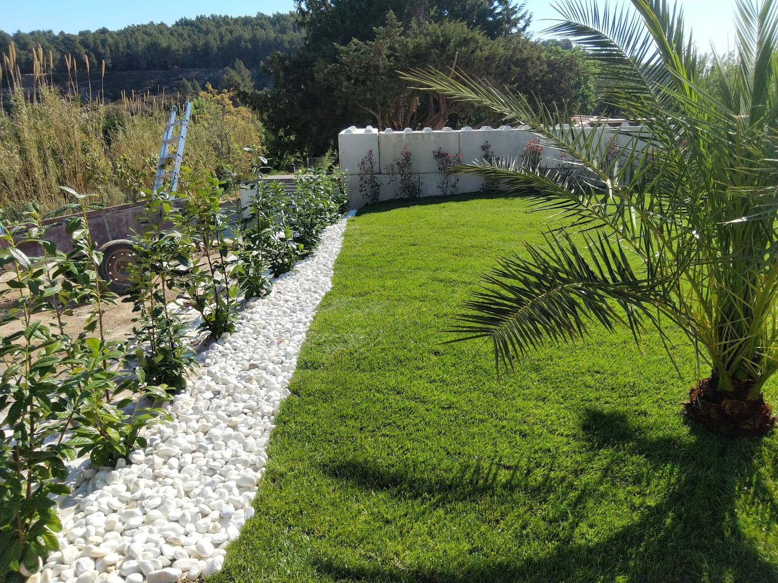 Gazon en plaques fraîchement posé, bordé d'une allée de galets blancs, jeunes plantations et palmier