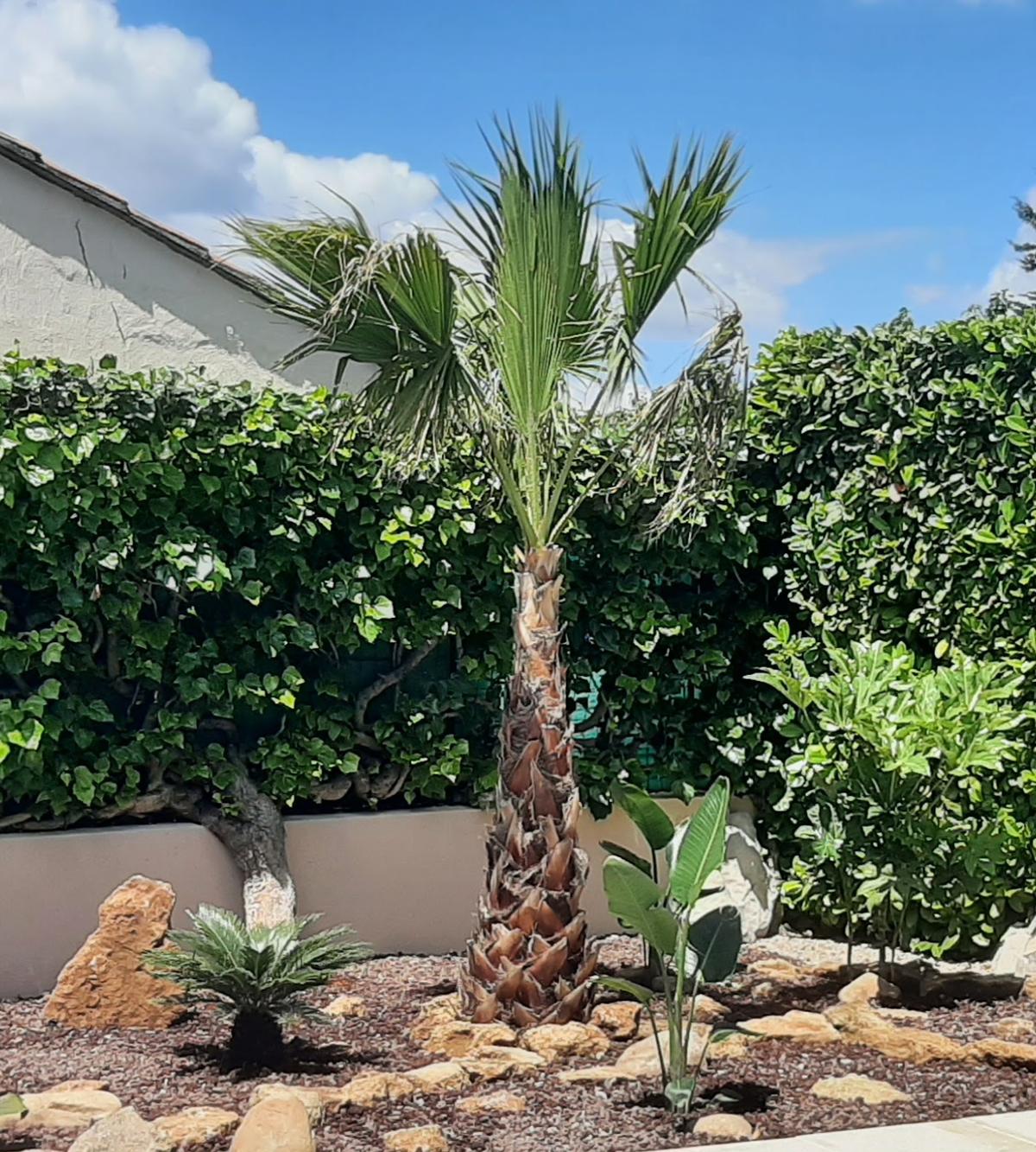 Massif tropical avec palmier, plantes exotiques et rochers, au pied d'une haie